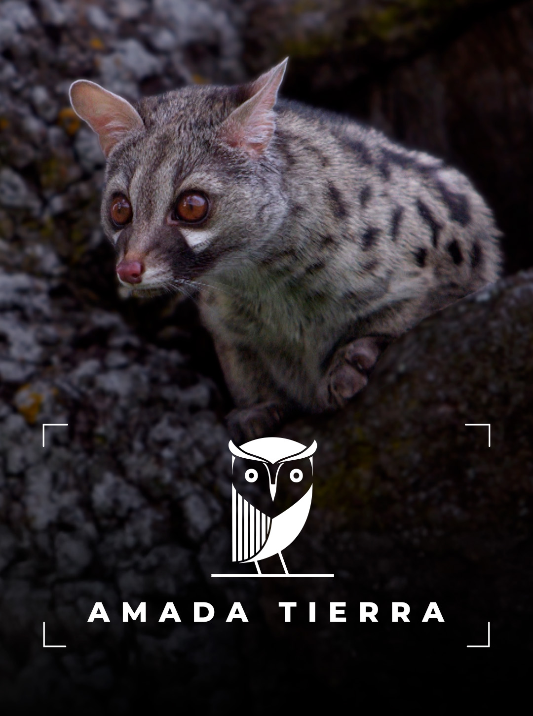 AMADA TIERRA