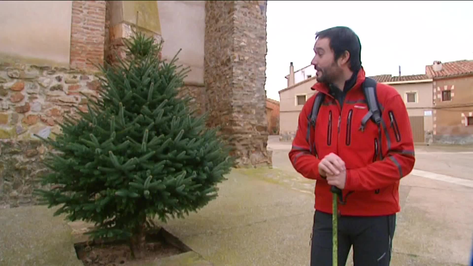 Curiosidad forestal: el pinsapar de Orcajo