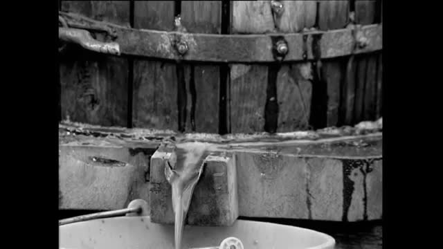 La fiesta de la manzana, la llega, cantos de bodega:rosarieras