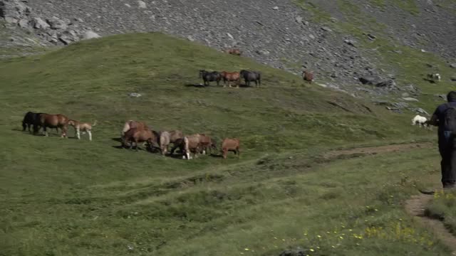 Pastos de verano, el ganador caballar, artesania textil
