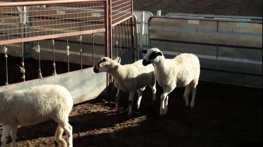 EL CAMPO ES NUESTRO - 2026-01-09