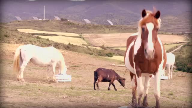 VANITY FARM - Capítulo 36