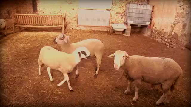 VANITY FARM - Capítulo 39