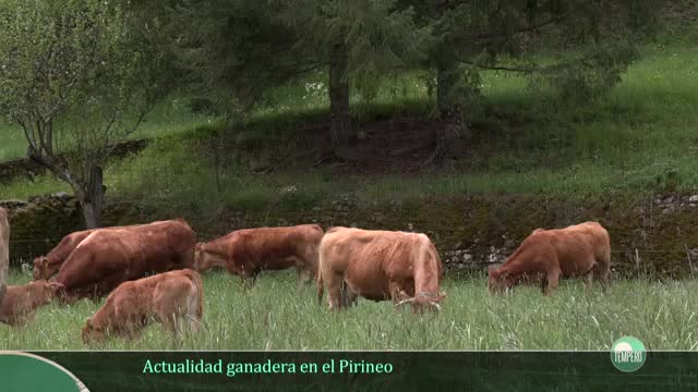 TEMPERO - Capítulo 33