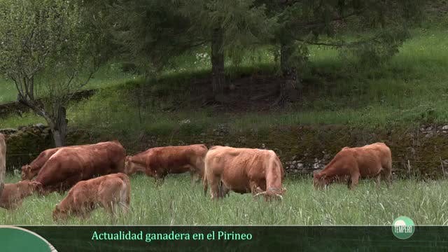 TEMPERO - Capítulo 33