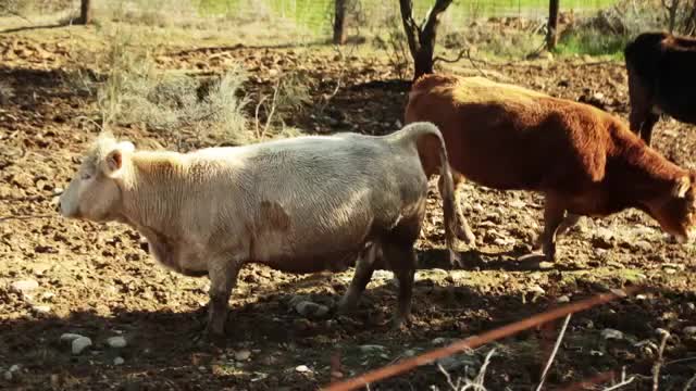 EL CAMPO ES NUESTRO - 2026-03-18