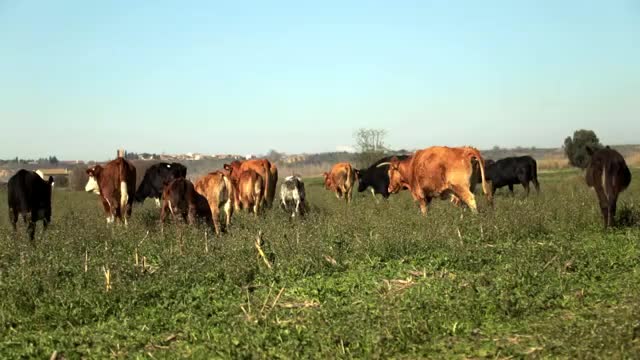 EL CAMPO ES NUESTRO - 2026-04-01
