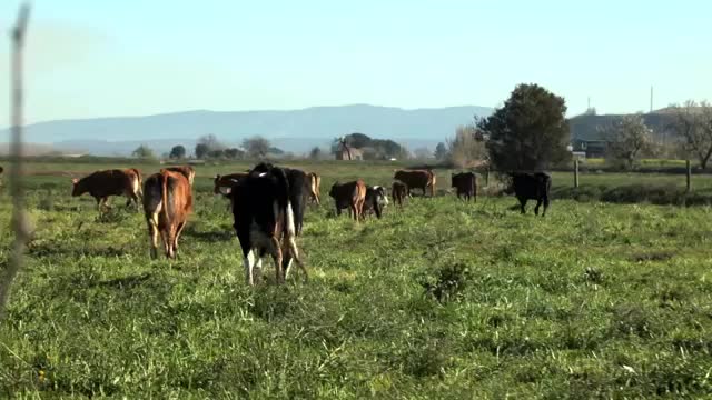 EL CAMPO ES NUESTRO - 2026-04-17