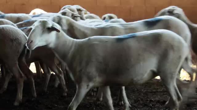 EL CAMPO ES NUESTRO - 2026-05-11
