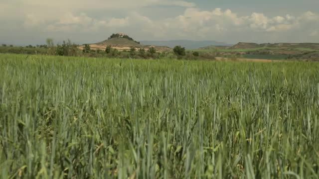 EL CAMPO ES NUESTRO - 2025-05-20