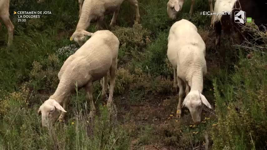 EL CAMPO ES NUESTRO FIN DE SEMANA - 28/06/2026 - 15:15