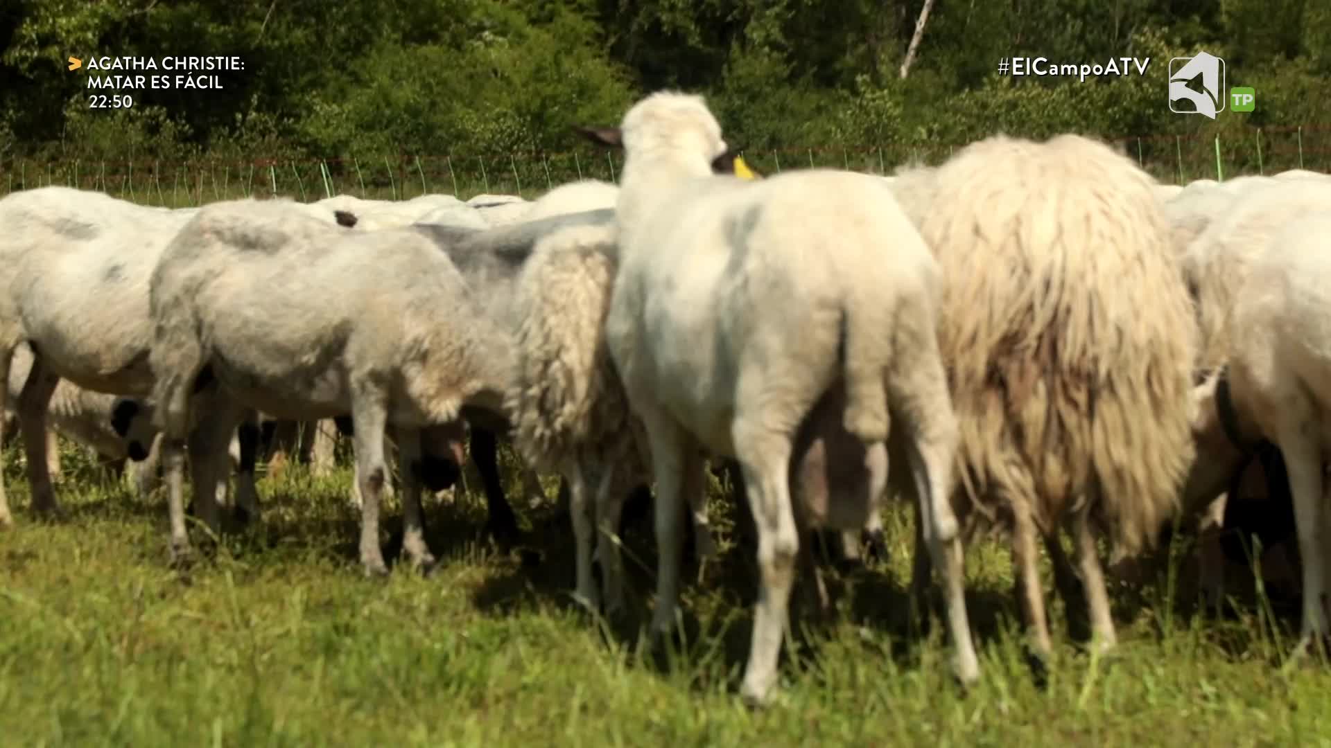 EL CAMPO ES NUESTRO - 08/07/2026 - 15:10