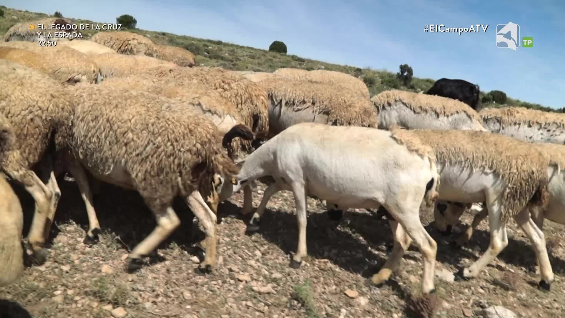 EL CAMPO ES NUESTRO - 13/07/2026 - 15:10