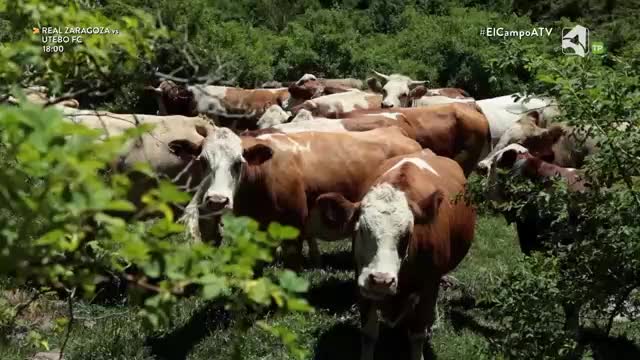 EL CAMPO ES NUESTRO - 29/07/2026 - 15:10
