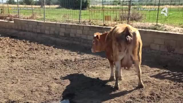 EL CAMPO ES NUESTRO - 31/08/2026 - 15:10