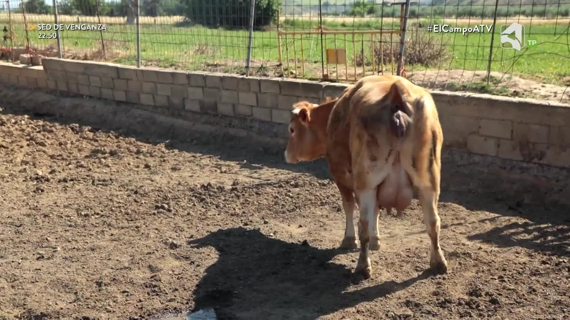 EL CAMPO ES NUESTRO - 31/08/2026 - 15:10