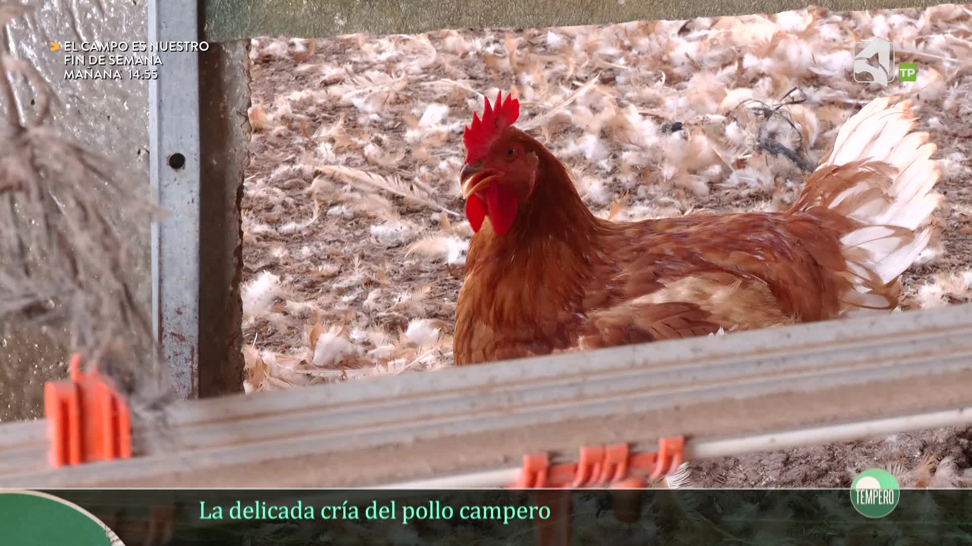 TEMPERO - 12/09/2026 - 15:00