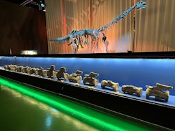 Descrito en Teruel el primer Diplodocus hallado fuera de Norteamérica 