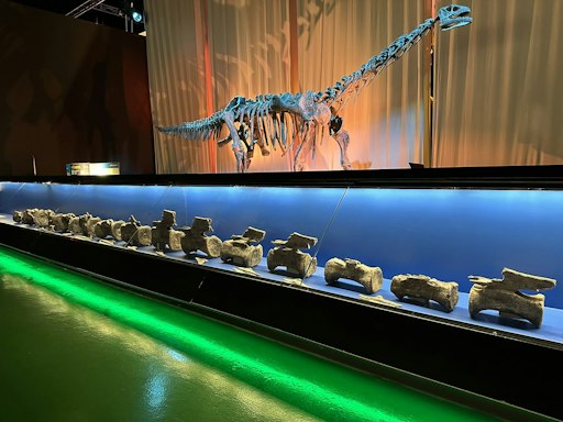 Descrito en Teruel el primer Diplodocus hallado fuera de Norteamérica 