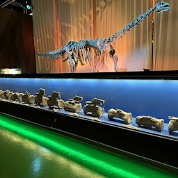 Descrito en Teruel el primer Diplodocus hallado fuera de Norteamérica