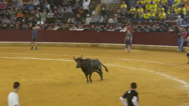 VAQUILLAS - Fiestas del Pilar 2025 - 08/10/2025