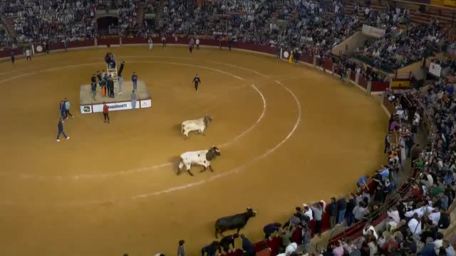 VAQUILLAS - Fiestas del Pilar -  09/10/2025