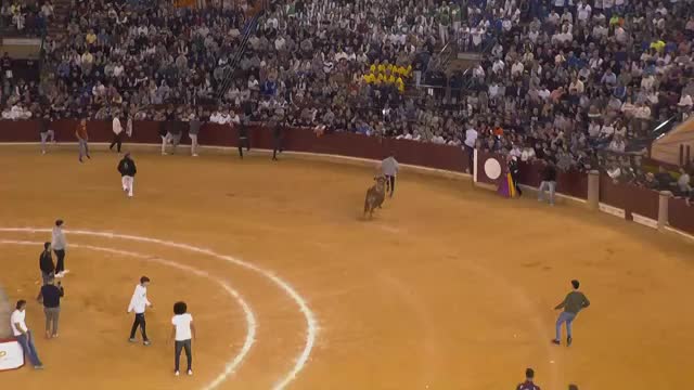 VAQUILLAS - Fiestas del Pilar - 11/10/2025