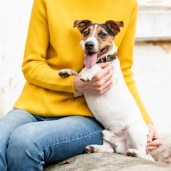 Leishmania y otras enfermedades: proteger a las mascotas todo el año