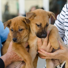 Las adopciones de animales están bajo mínimos