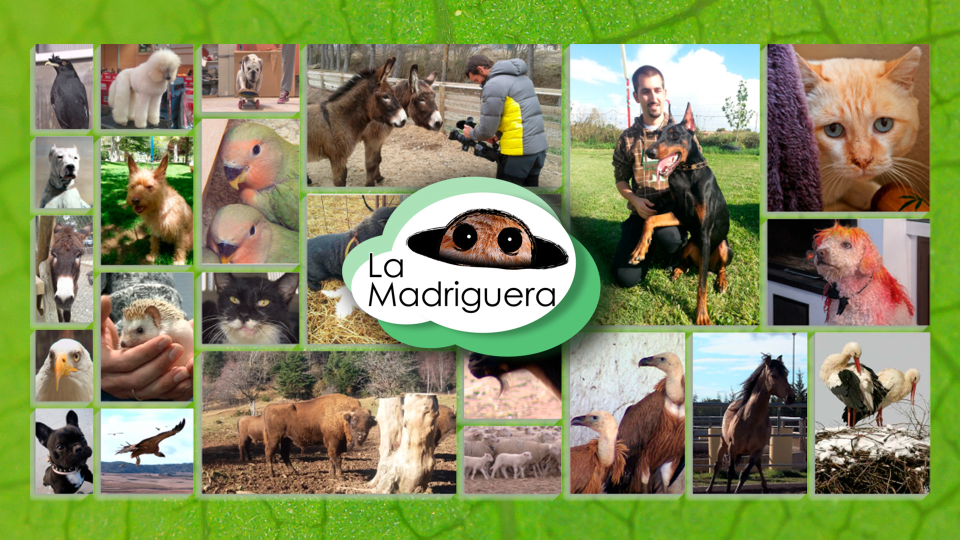 LA MADRIGUERA